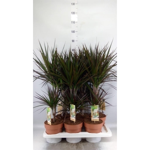 Dracaena marg. 'Magenta'