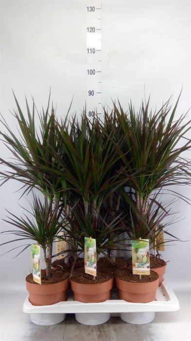 <h4>Dracaena marg. 'Magenta'</h4>
