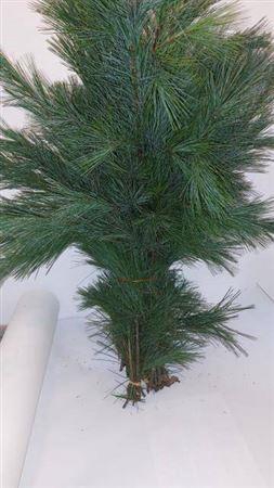 <h4>Pinus Strobus Bs</h4>