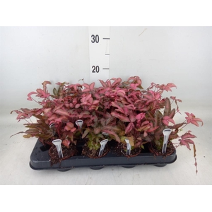 Pteris cretica 'Albolineata'