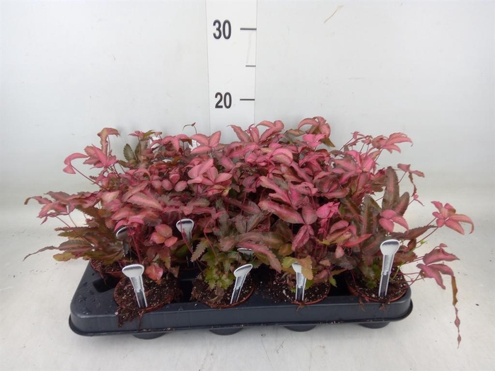 <h4>Pteris cretica 'Albolineata'</h4>