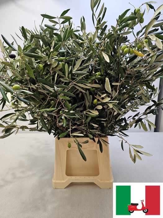 <h4>OLEA EUROPAEA PB</h4>