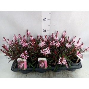 Gaura lindheimeri 'Gaudi Rose'