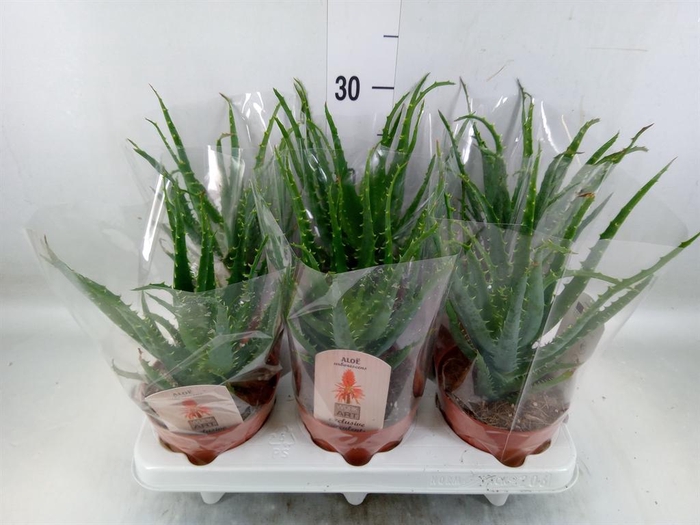 <h4>Aloe arborescens</h4>