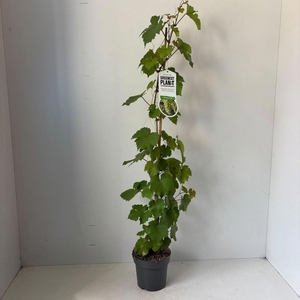 Vitis Vroege van der Laan