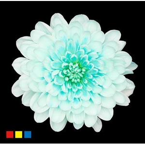 Chr T Altaj Pastel Mint