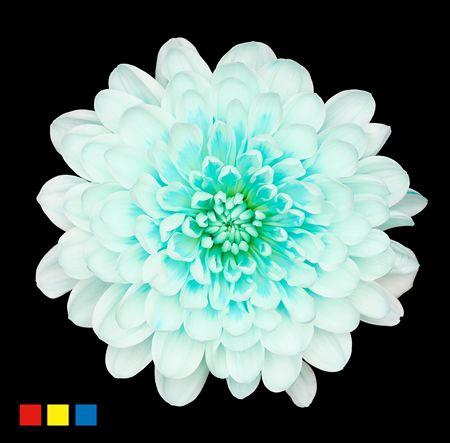 <h4>Chr T Altaj Pastel Mint</h4>