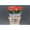 Dianthus St Reina Arancio