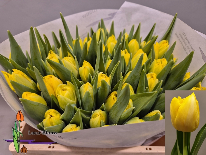 <h4>TU DU MARIE JO</h4>