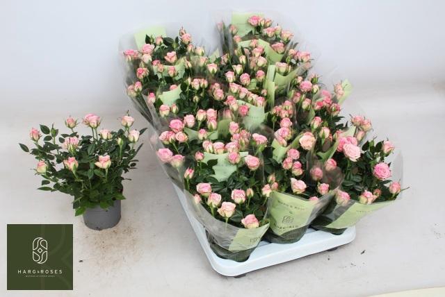 <h4>RO CAROUSEL KORD</h4>