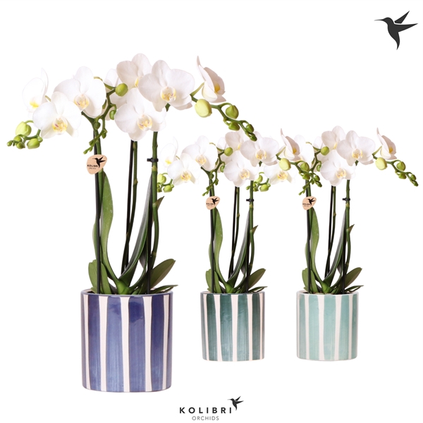 <h4>Kolibri Orchids Phalaenopsis white 3spike in Painted Stripe blue</h4>