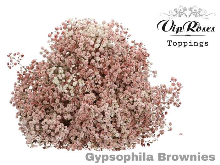 GYPS PA BROWNIES