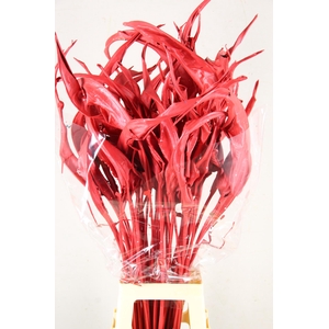 DF Strelitzia Leaf Red
