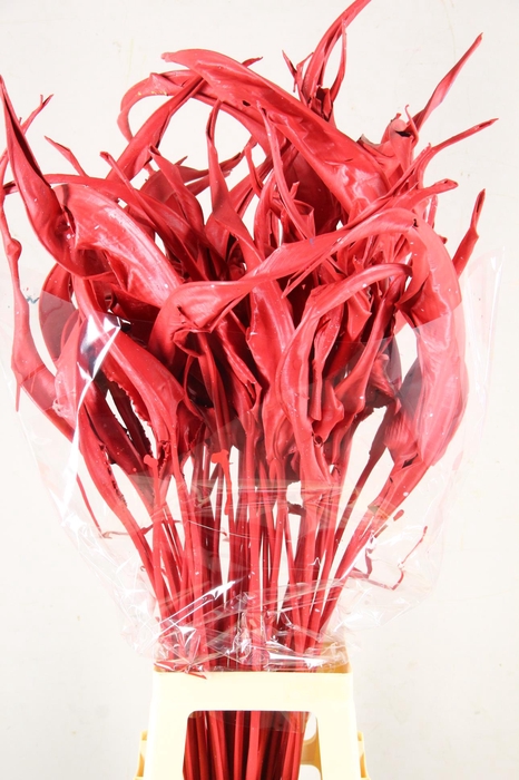 <h4>DF Strelitzia Leaf Red</h4>