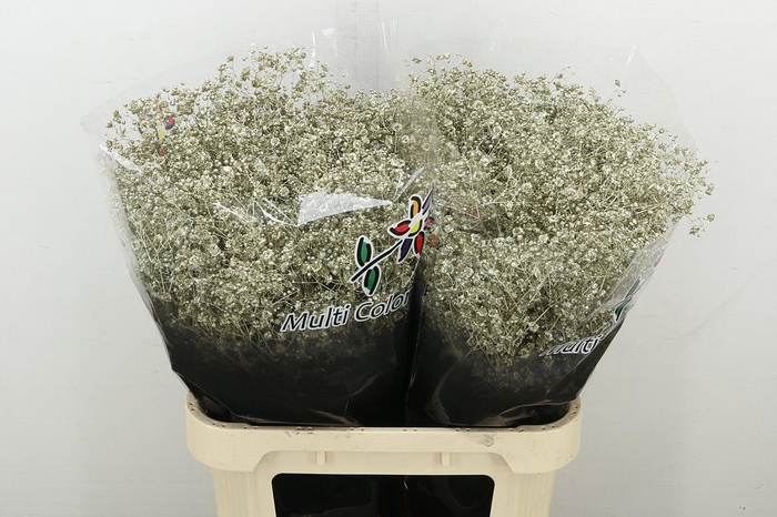 <h4>Gyps Grof Platina</h4>