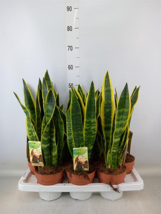 <h4>Sansevieria trifa. 'Laurentii'</h4>