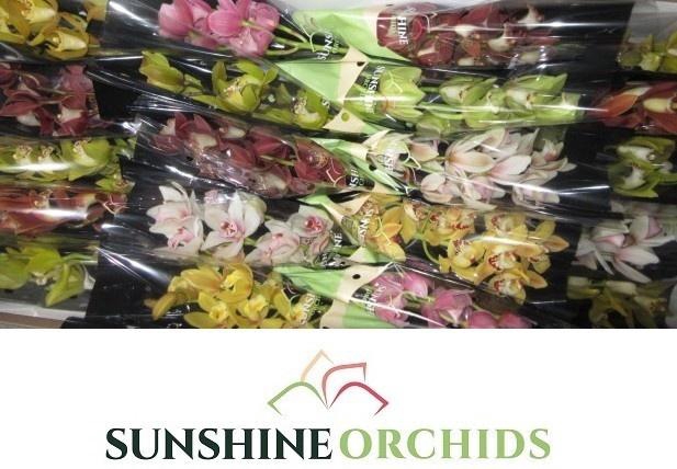 <h4>CYMB MI GEM</h4>