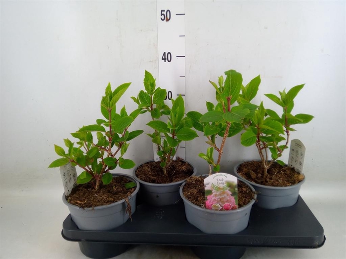 <h4>Hydrangea pan.</h4>