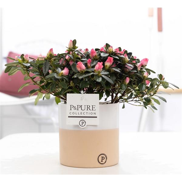 <h4>1st class Azalea pink in P&PURE Rosy ceramics</h4>