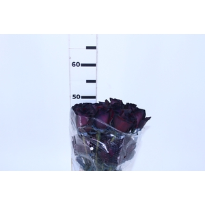 ROSA NATURAL TINTURADA NEGRA