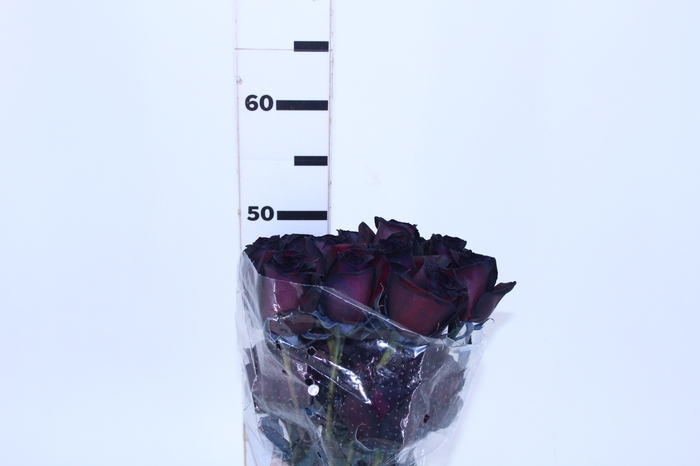 ROSA NATURAL TINTURADA NEGRA