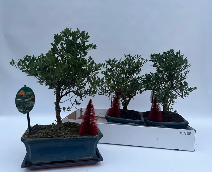 <h4>ILEX CRENATA</h4>