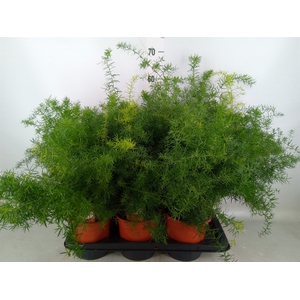 Asparagus dens. 'Sprengeri'