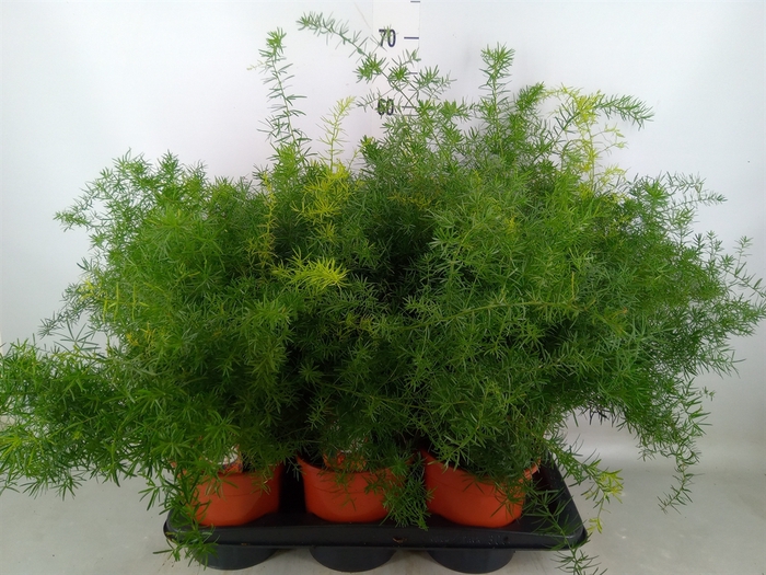 <h4>Asparagus dens. 'Sprengeri'</h4>