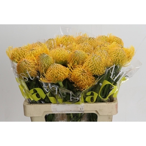 Nutans Haw Catherinae