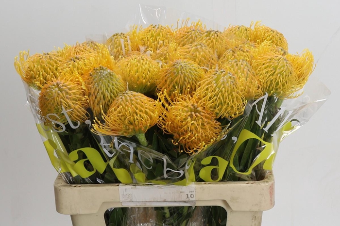 <h4>Nutans Haw Catherinae</h4>