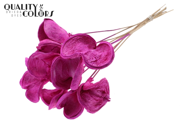 <h4>Badam On Stem Bleached Lilac</h4>