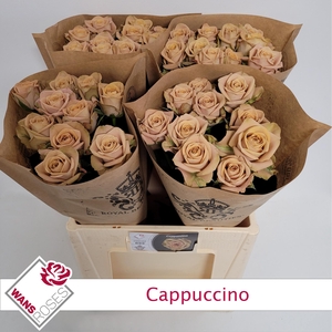 R GR CAPPUCCINO