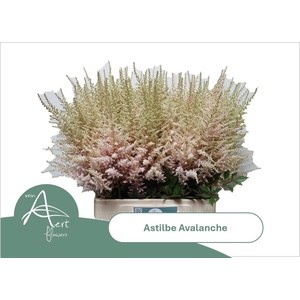 Astil Ja Avalanche