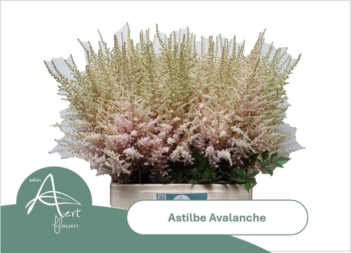 <h4>Astilbe Avalanche Light Pink</h4>