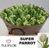 Tu Pa Super Parrot