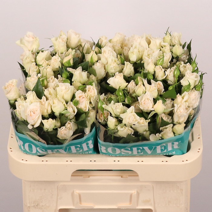 <h4>R Tr Fragant Rosever</h4>