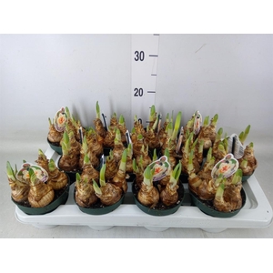 Narcissus DU 'Peach Swirl'