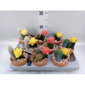 Arr.  Cactus L%