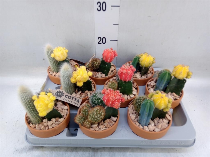 <h4>Arr.  Cactus L%</h4>