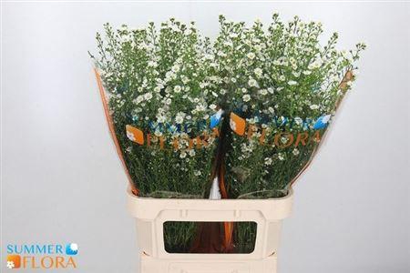 <h4>Aster Paquita</h4>