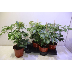 arr8 Schef Ar Compacta