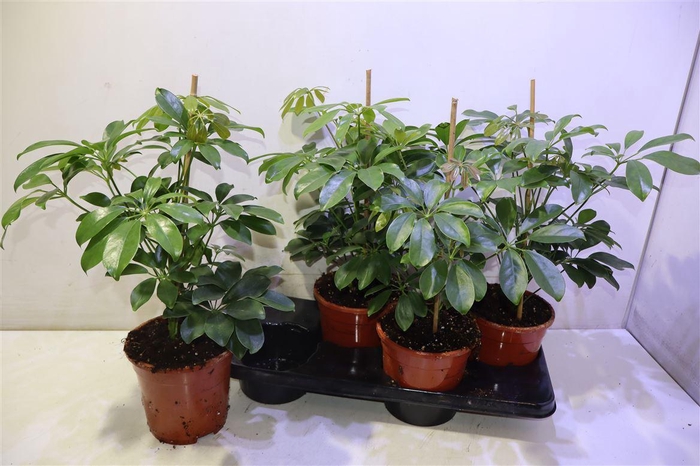 <h4>Schef Ar Compacta</h4>