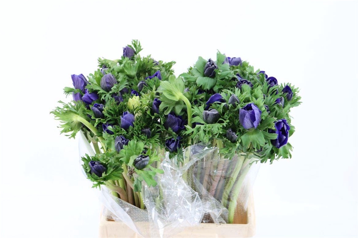 <h4>Anem Marianne Blue</h4>