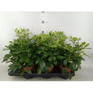 Schefflera arbor. 'Nora'