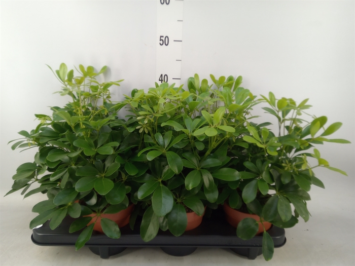 <h4>Schefflera arbor. 'Nora'</h4>