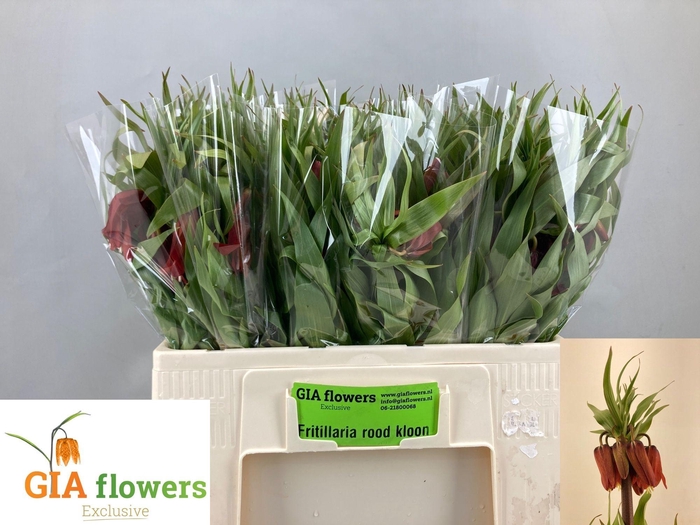 <h4>FRIT IMPERIALIS</h4>