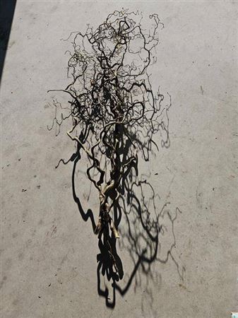 <h4>Corylus Av Contorta</h4>