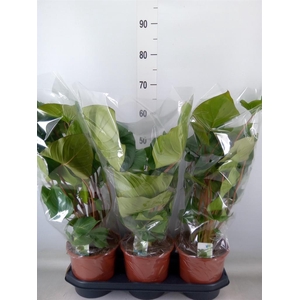 Homalomena rubescens 'Maggy'