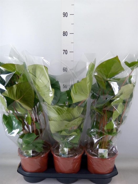 <h4>Homalomena rubescens 'Maggy'</h4>