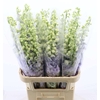 Delphinium Lavender Love
